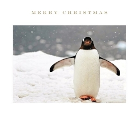 Christmas Penguin