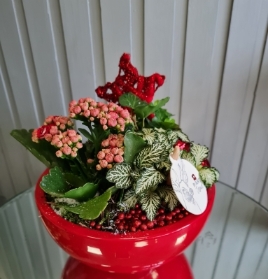 Petit Red Planted Bowl